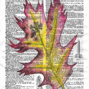 Può includere: Un dipinto ad acquerello di una foglia di quercia su una pagina di un dizionario. La foglia è dipinta in tonalità di rosso, giallo e verde, e la pagina del dizionario presenta la definizione della parola "quercia".