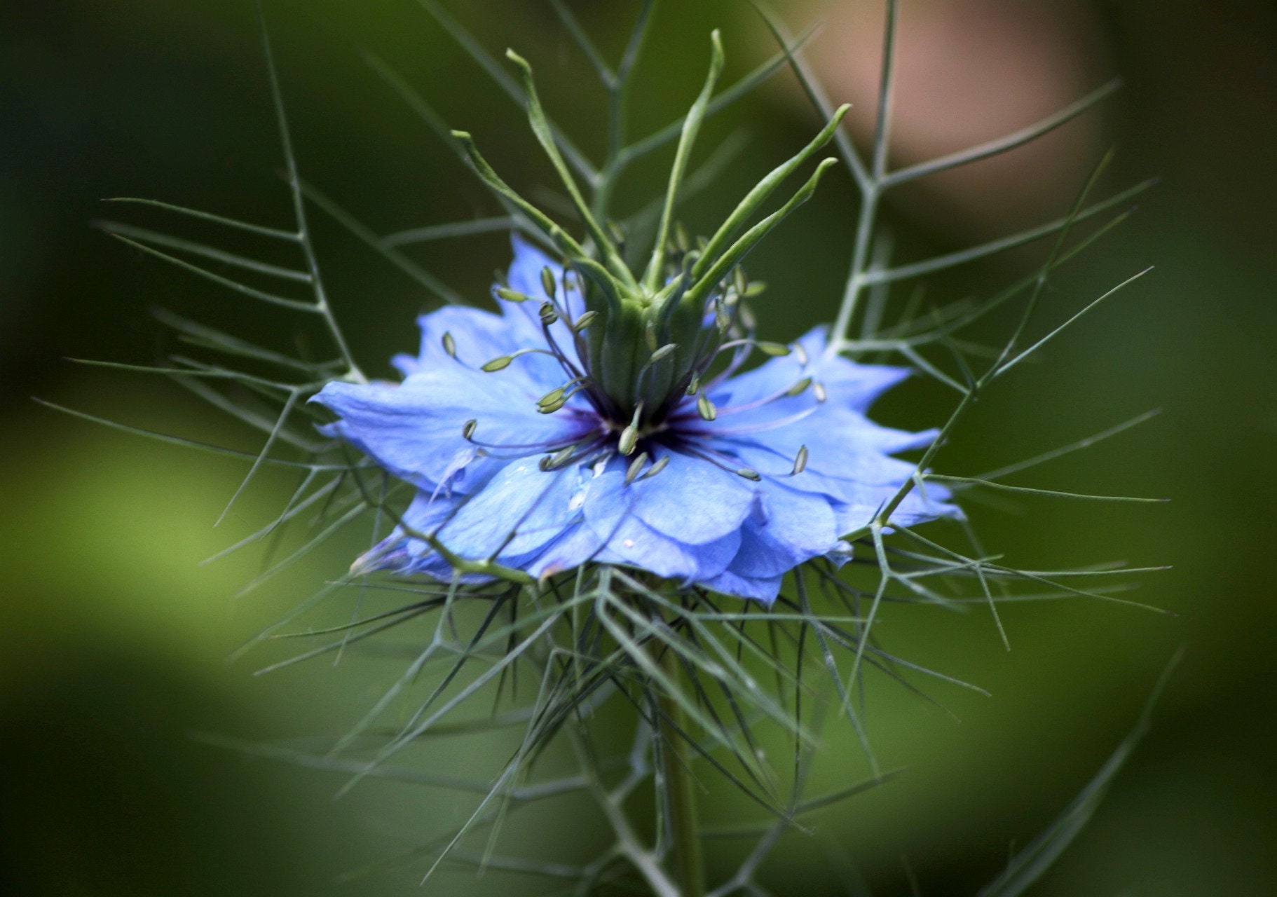 Graines de Nigelle Damas' Bio - à Pollinisation Libre Nigella Damascena