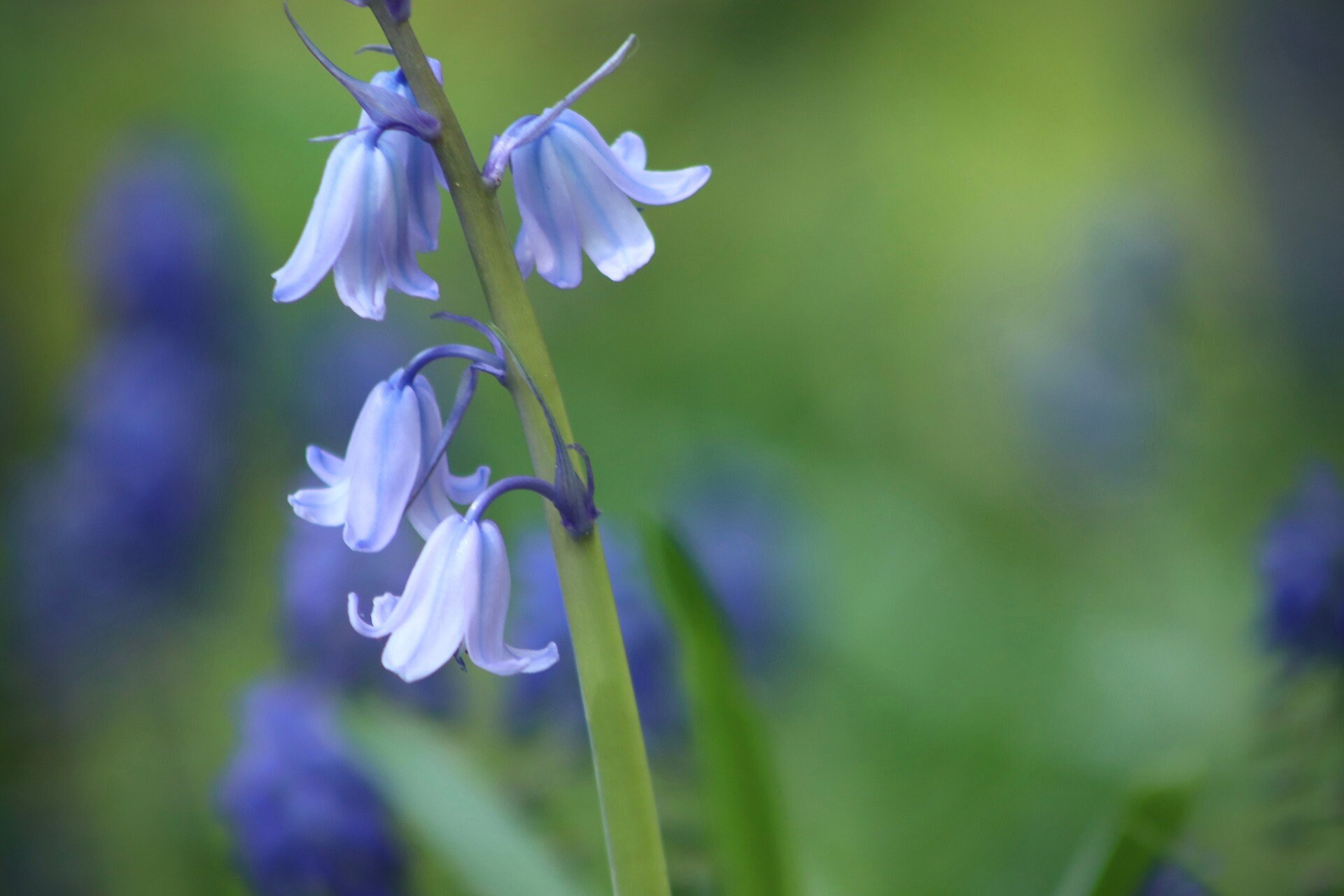 Graines Bio Jacinthe d'espagne' - à Pollinisation Libre Hyacinthoides Hispanica