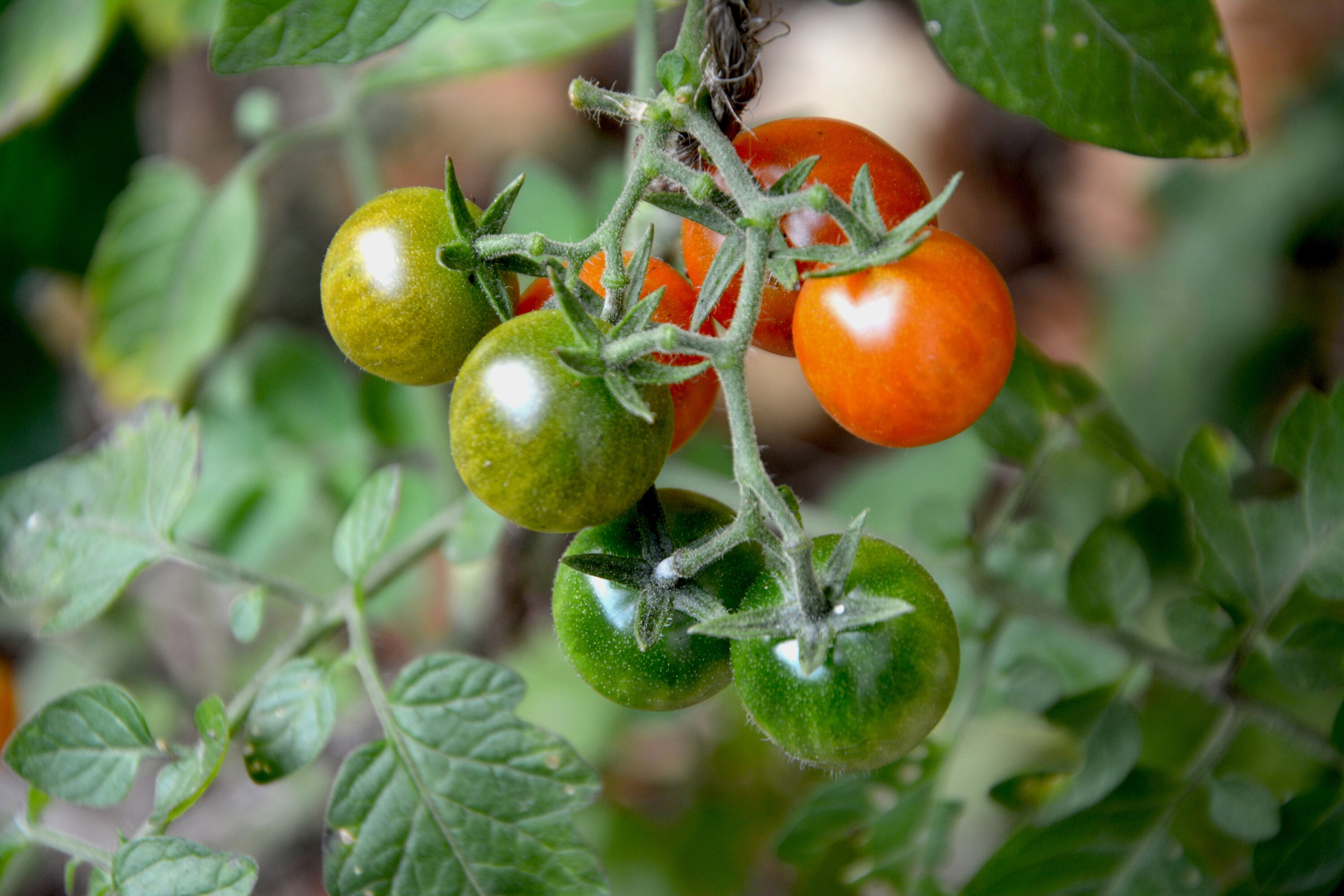 25 Graines de Tomate Cerise Bio Gardener's Delight' - Variété Ancienne à Pollinisation Libre Solanum