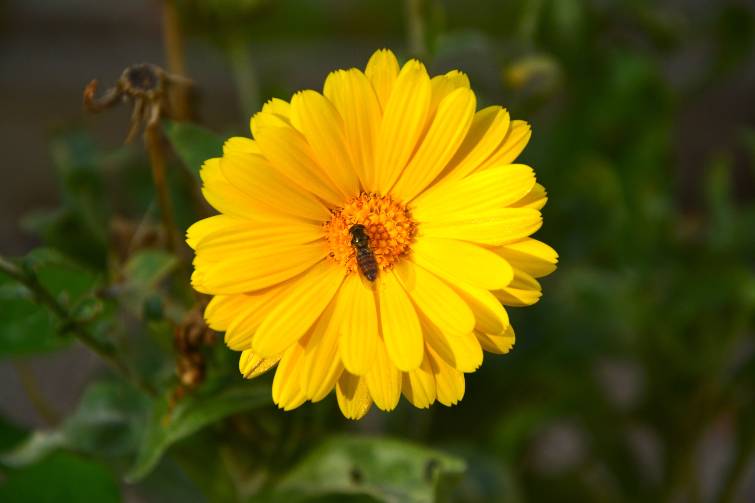 30 Graines de Souci Officinal' Calendula Bio - à Pollinisation Libre Officinalis