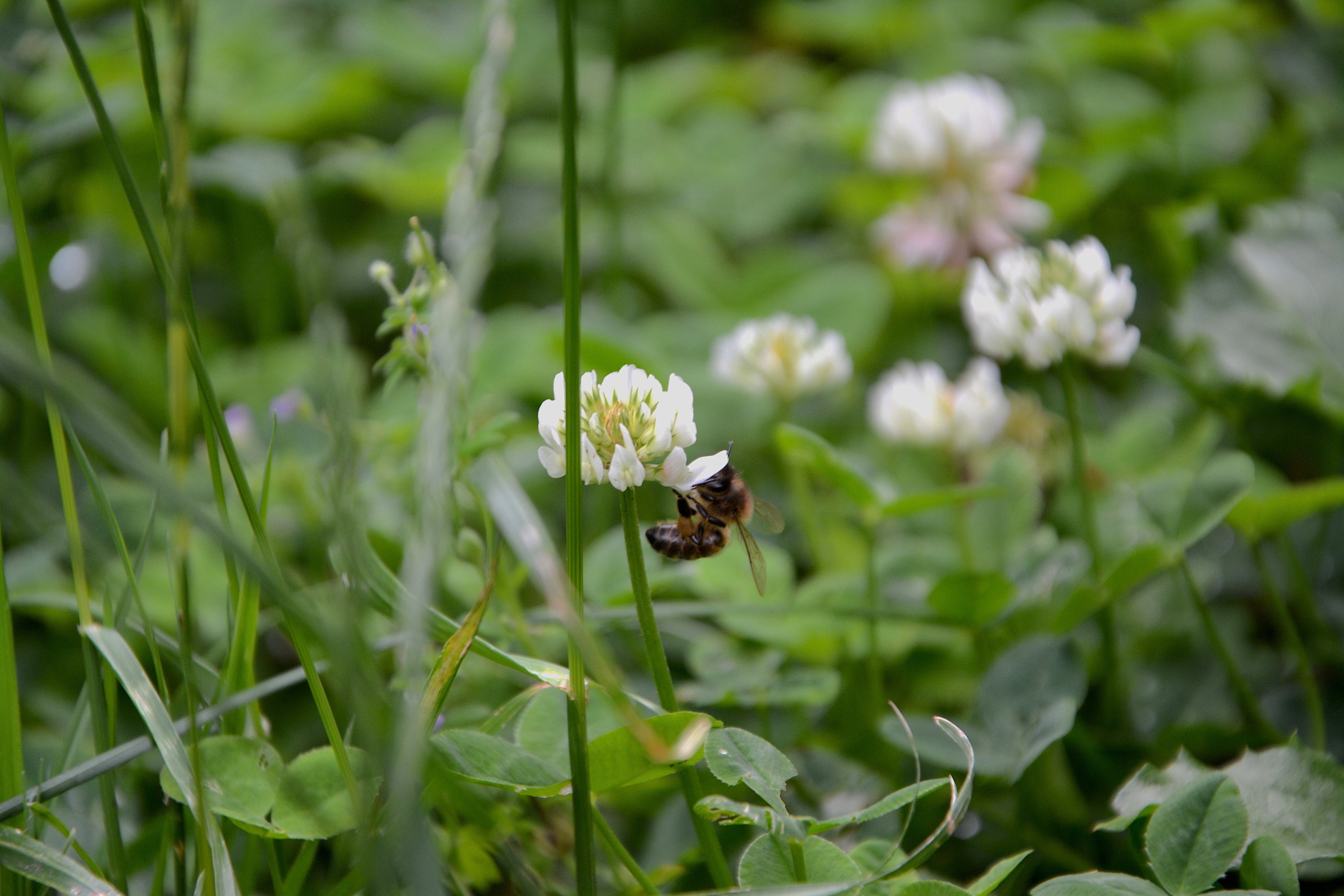 300 Graines de Trèfle Blanc Bio - à Pollinisation Libre Trifolium Repens