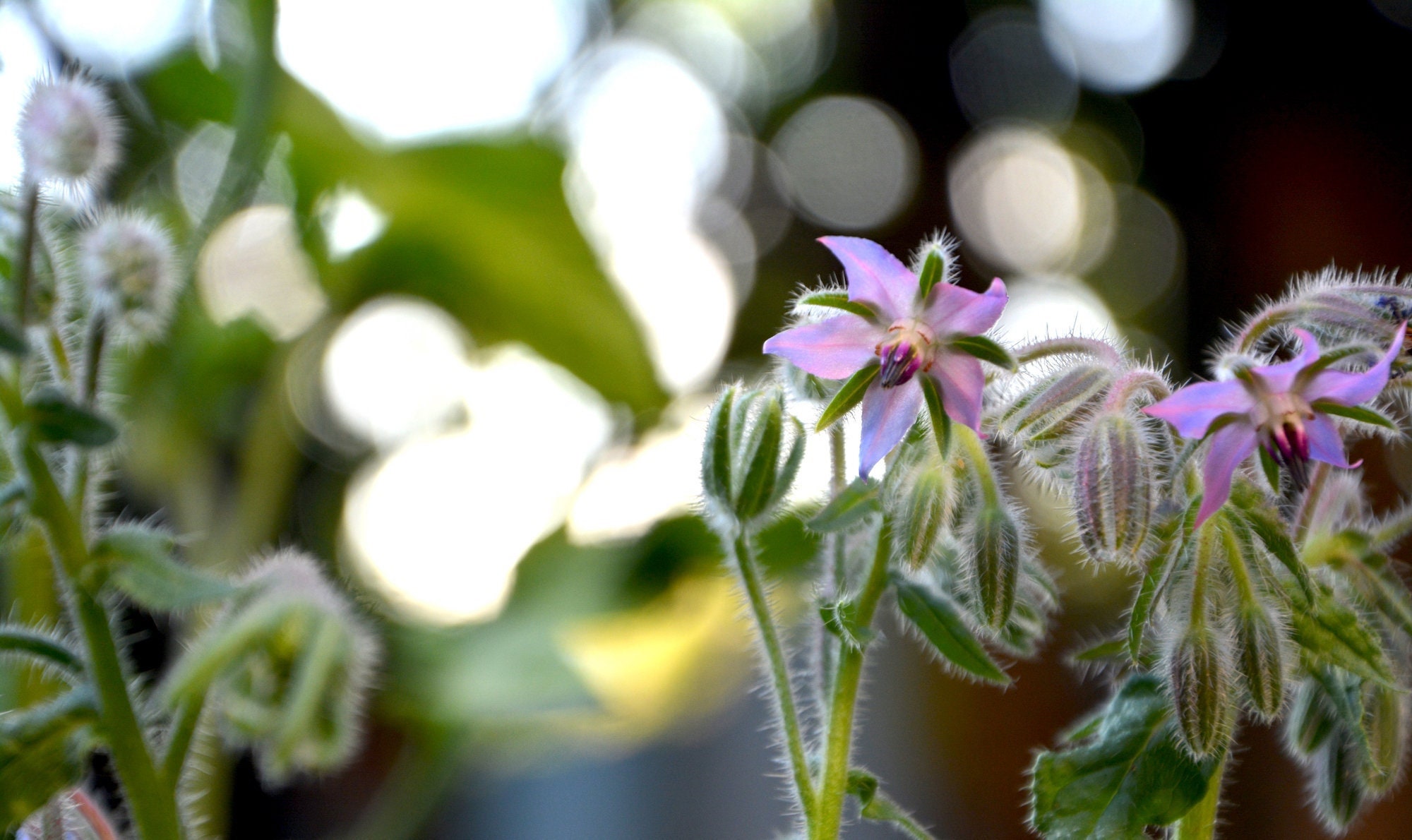 30 Graines de Bourrache Officinale' Bio - Variété Ancienne à Pollinisation Libre Borago Officinalis