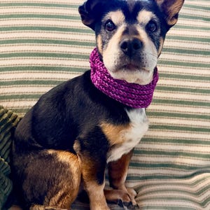 May include: A small dog with black, tan, and white fur is wearing a knitted purple scarf. The dog is sitting on a striped green and white cushion. The dog is looking directly at the camera.