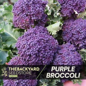 Purple Sprouting Broccoli Seeds: Cold Hardy Garden Variety (100+ Seeds)