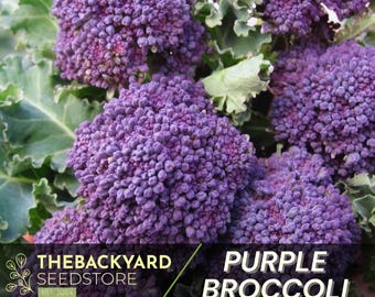 May include: Close-up of purple broccoli florets. The broccoli is fresh and vibrant, with a deep purple color. The image is taken from a slightly elevated angle, showing the broccoli in its entirety.
