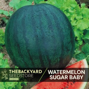 Sugar Baby Watermelon Seeds, Melon Seeds 30+ Seeds - Sweet Watermelon Seeds - Icebox Watermelon