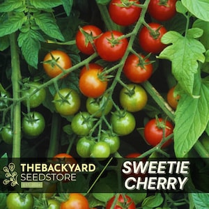 Sweetie Cherry Tomato Seeds - Cherry Tomato - 30+ Red Small Tomato Seeds - Garden Tomato Seeds