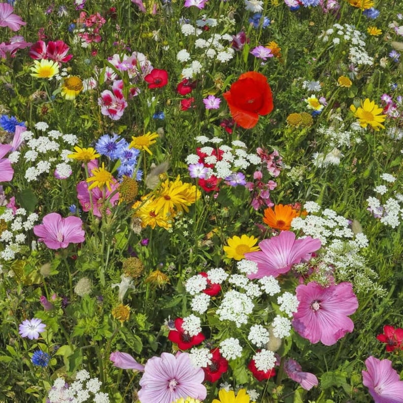 May include: A vibrant wildflower meadow with a variety of colorful blooms, including pink, purple, yellow, red, and white flowers. The flowers are growing in a lush green field.