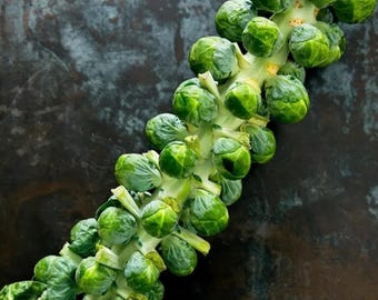 Brussels Sprouts, Long Island Improved, 150+ Seeds, Cold Hardy Seeds