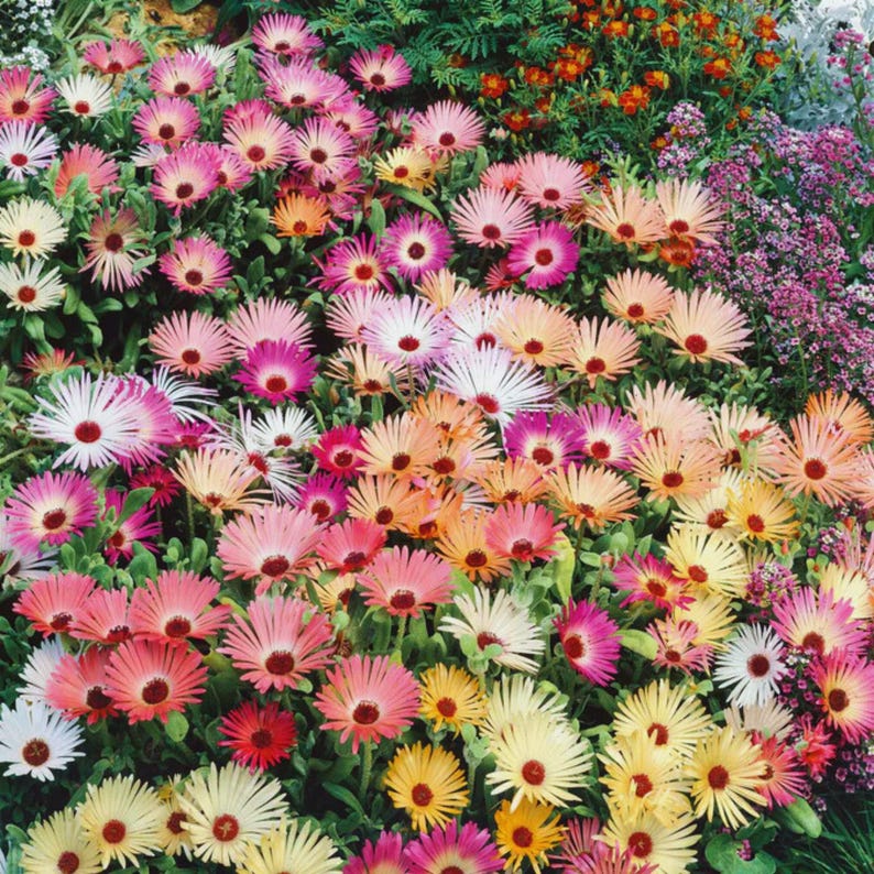 Peut inclure: Un parterre de jardin vibrant rempli d'une vari&eacute;t&eacute; de fleurs color&eacute;es. Les fleurs pr&eacute;sentent une gamme de teintes, notamment du rose, de l'orange, du jaune et du blanc, avec des centres fonc&eacute;s. Le feuillage vert sert de toile de fond aux fleurs.