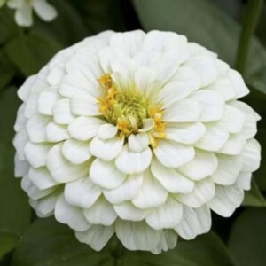 May include: A close-up of a fully bloomed white zinnia flower. The flower has multiple layers of soft, rounded petals, with a yellow and green center. The background is a blurred mix of green foliage.