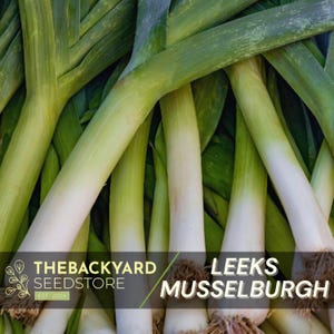 May include: Close-up of fresh leeks, with white and green stalks. The image features the text "Leeks Musselburgh" and the logo for The Backyard Seedstore.