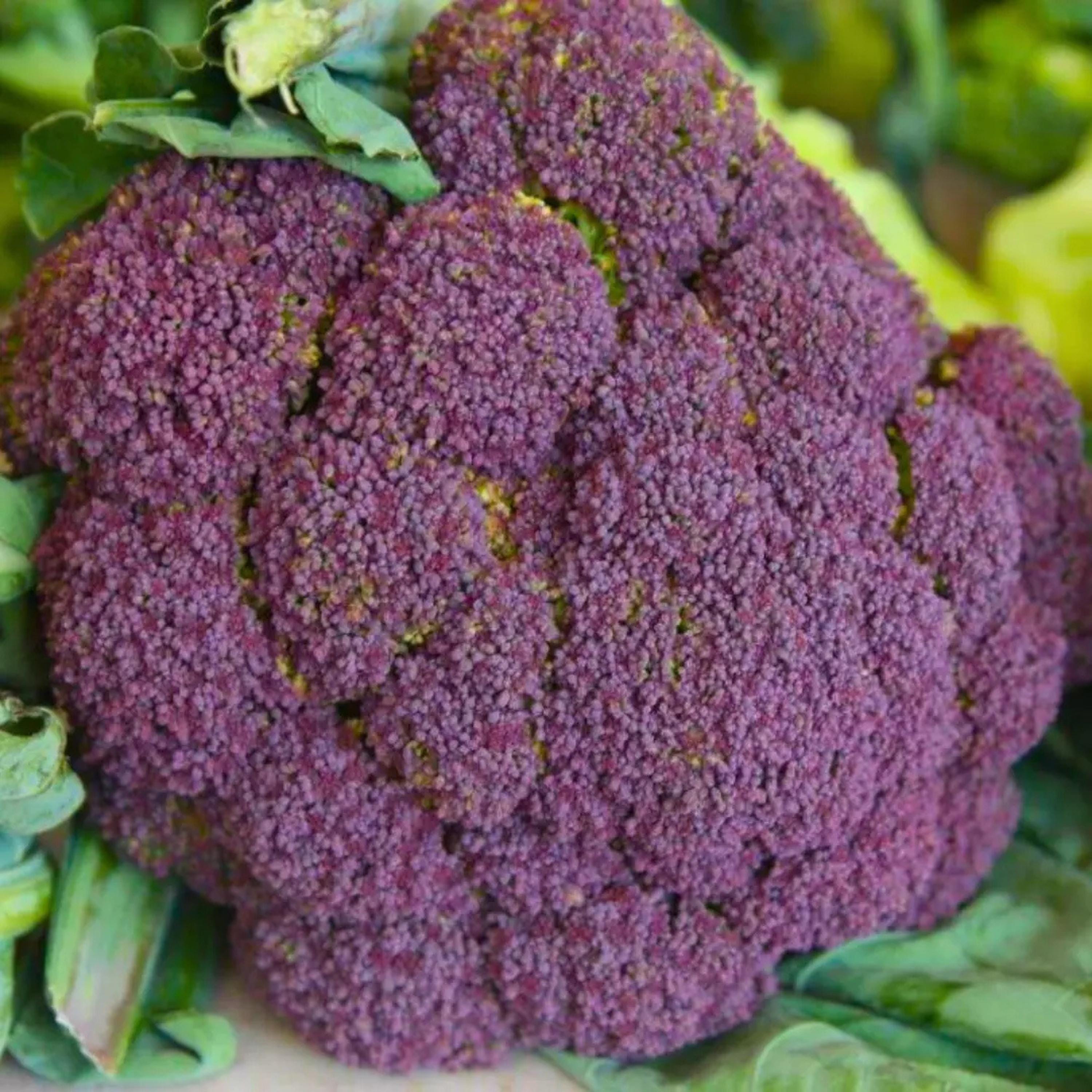 200+ Purple Broccoli Seeds - Burgundy Sprouting Broccoli, Heirloom Non-GMO, Cold Hardy Vegetable Seeds For Planting USA