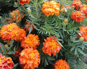 May include: A close-up of vibrant orange marigold flowers in full bloom, surrounded by green foliage. The flowers have multiple layers of petals, creating a full, textured appearance. Some buds are also visible.