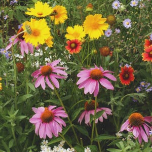 May include: A close-up of a variety of flowers in a garden. The flowers are in shades of pink, yellow, orange, and purple. The flowers are in bloom and the garden is lush and green.