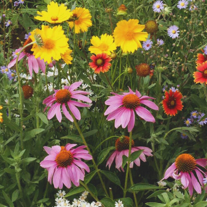 May include: A close-up of a variety of flowers in a garden. The flowers are in shades of pink, yellow, orange, and purple. The flowers are in bloom and the garden is lush and green.