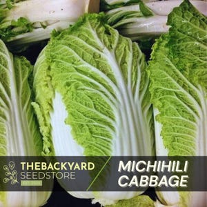 Chinese Cabbage Seeds, Michihili Cabbage, Compact Cabbage Cold Hardy, 200+ Cabbage Seeds