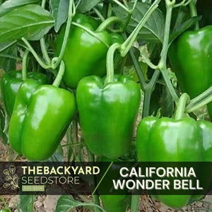 Bell Pepper Seeds - California Wonder - 30+ Seeds - Garden Seeds