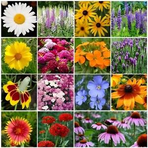 May include: A collage of 10 different flower varieties, each in a square frame. The flowers are in various colors, including red, pink, purple, blue, yellow, orange, and white. The flowers are arranged in a grid pattern, with each square containing a different flower.