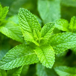 Peppermint Herb Seeds - 100+ Mint Seeds