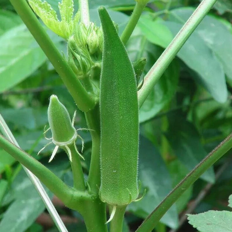 THEBACKYARDSEEDSTORE Clemson Spineless Okra Seeds - Thumbnail 4