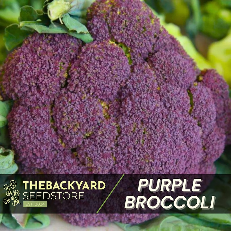 Purple Sprouting Broccoli Seeds: Cold Hardy Garden Variety (100+ Seeds ...