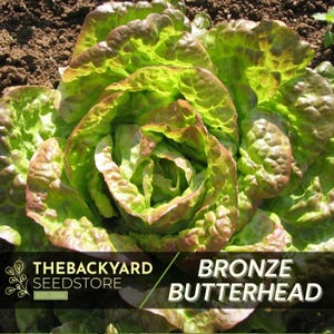 Bronze Mignonette Butterhead Lettuce Seeds - 200+ Seeds - Garden Lettuce Plant Seeds