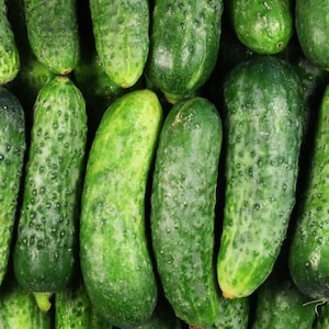 National Pickling Cucumber Seeds – Heirloom, Non-GMO, Crisp Pickling Cucumbers for Garden & Containers