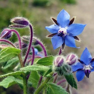 Borage Seeds - Garden Herb - Starflower, Tailwort - Fresh Borage Garden Seeds - Non-GMO