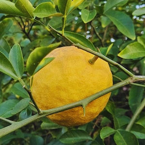 May include: A bright yellow lemon hanging from a thorny branch with green leaves. The lemon is round and smooth with a slightly bumpy texture.