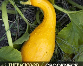 Yellow Crookneck Squash Seeds: Heirloom, Non-GMO (25+ Seeds)