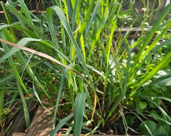 PRE-ORDER SPRING 2026 Live Lemongrass Plants – Healthy Young Lemongrass for Growing, Fresh Aromatic Herb