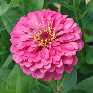 Pink Zinnia Seeds – Pink Color, Light Pink Flowers, Luminosa Zinnia Seeds, Borders & Cut Flowers, Zinnia Flower