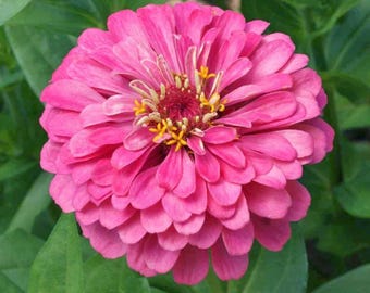 Luminosa Pink Zinnia Seeds: Cut Flowers & Borders - 100+ US Grown Seeds