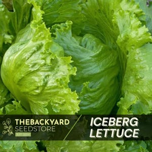 Iceberg Lettuce Seeds - 200+ Seeds, Heat Tolerant Lettuce - Slow Bolting Lettuce Seeds