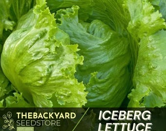 May include: A close-up of a head of fresh green iceberg lettuce. The lettuce is tightly packed and has a crisp, clean appearance. The text "ICEBERG LETTUCE" is visible in the lower right corner of the image.