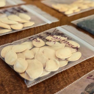 May include: Close-up of several clear plastic bags filled with seeds, arranged on a wooden surface. One bag is labeled "Yellow Straightneck Squash" with a handwritten number. The seeds are light beige and oval-shaped, suggesting a gardening or planting theme.