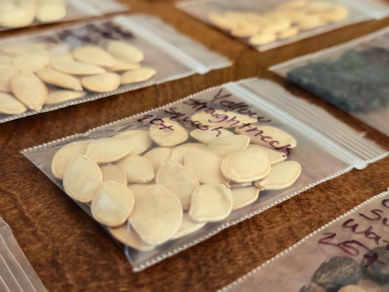 May include: Close-up of several clear plastic bags filled with seeds, arranged on a wooden surface. One bag is labeled "Yellow Straightneck Squash" with a handwritten number. The seeds are light beige and oval-shaped, suggesting a gardening or planting theme.