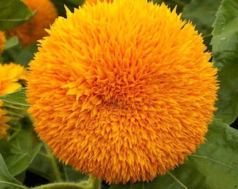 Graines de tournesol nain ours en peluche : fleurs héritage duveteuses