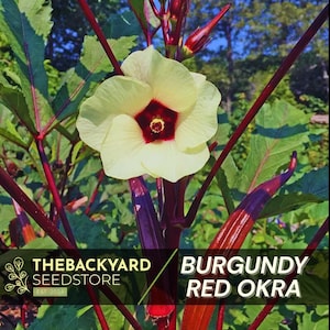 May include: Burgundy Red Okra plant with a yellow flower and red stems. The plant is labeled "Burgundy Red Okra" and "The Backyard Seedstore".