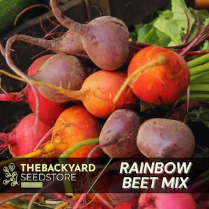 Rainbow Beets Seed Mix, Beet Seeds, Multicolor Root Vegetable Seeds, Heirloom Non-GMO Seed Variety