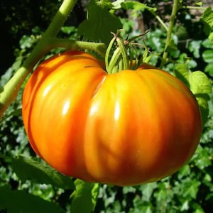 Kellog&#39;s Breakfast Tomato Seeds, Orange Beefsteak Tomato, Heirloom Tomato Seeds