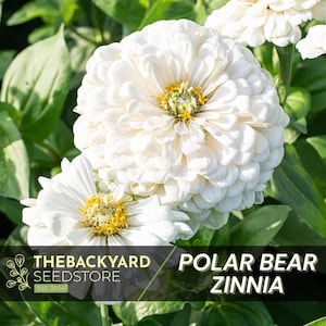 May include: Close-up of white Polar Bear Zinnia flowers with yellow centers, surrounded by green leaves. The image includes the text "POLAR BEAR ZINNIA" and "THEBACKYARD SEEDSTORE EST. 2024".