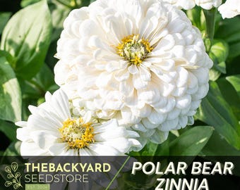 Polar Bear Zinnia Seeds: White Annual Flowers, Cut Flower Garden