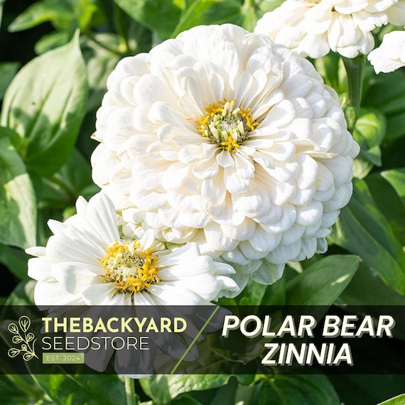 Polar Bear Zinnia Seeds: White Annual Flowers, Cut Flower Garden