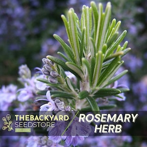 May include: Close-up of a rosemary herb plant with green leaves and purple flowers. The image includes the text "Rosemary Herb" and the logo for The Backyard Seedstore.