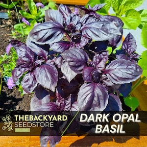 May include: A close-up of a dark opal basil plant with deep purple leaves. The plant is growing in a garden bed and is surrounded by other plants. The text "DARK OPAL BASIL" is visible in the image.