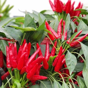 Super Khi Thai Chili Seeds, Hot Pepper Seeds, Super Thai Chili, Beautiful Ornamental Pepper Plant, Very Productive Garden Pepper Plant