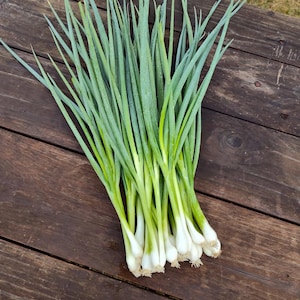 Onion Seeds, White Lisbon Bunching Onion - 150+ Seeds, Onion Seeds, Green Onions, Chives